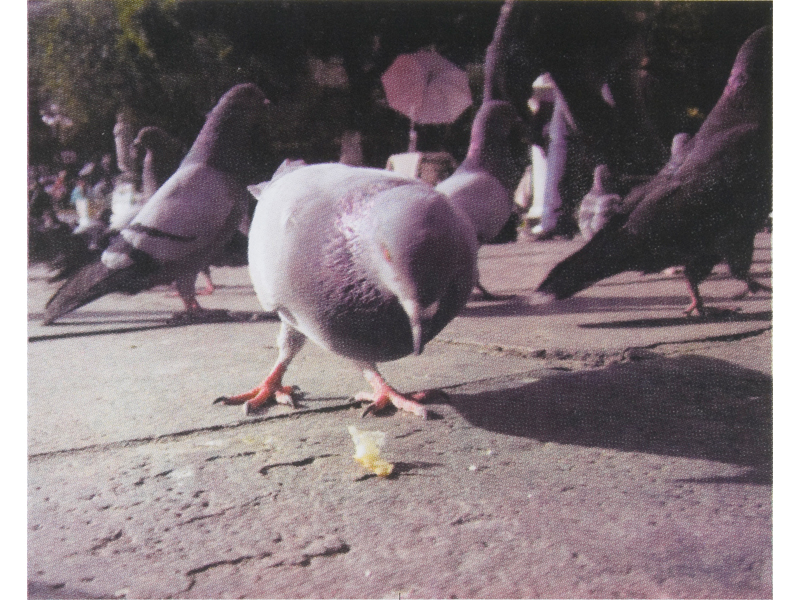 Pigeons Part Two | 2011