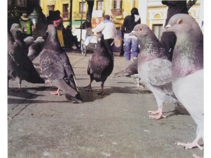Pigeons Part One | 2011