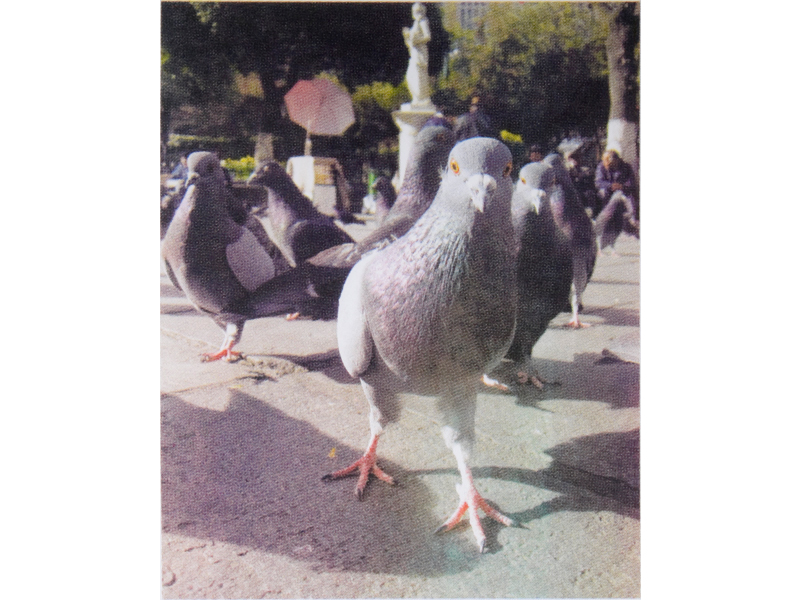 Pigeons Part Four | 2011