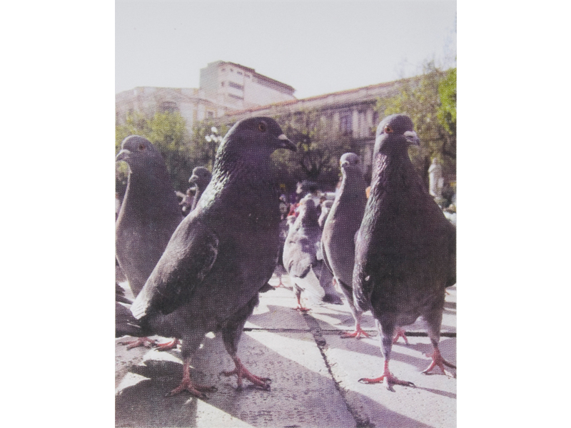 Pigeons Part Three | 2011